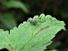 Microlophium carnosum